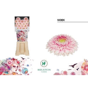 Germini Pomponi Noek Diamond