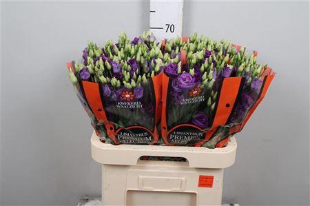 <h4>Eus G Rosi Blue</h4>