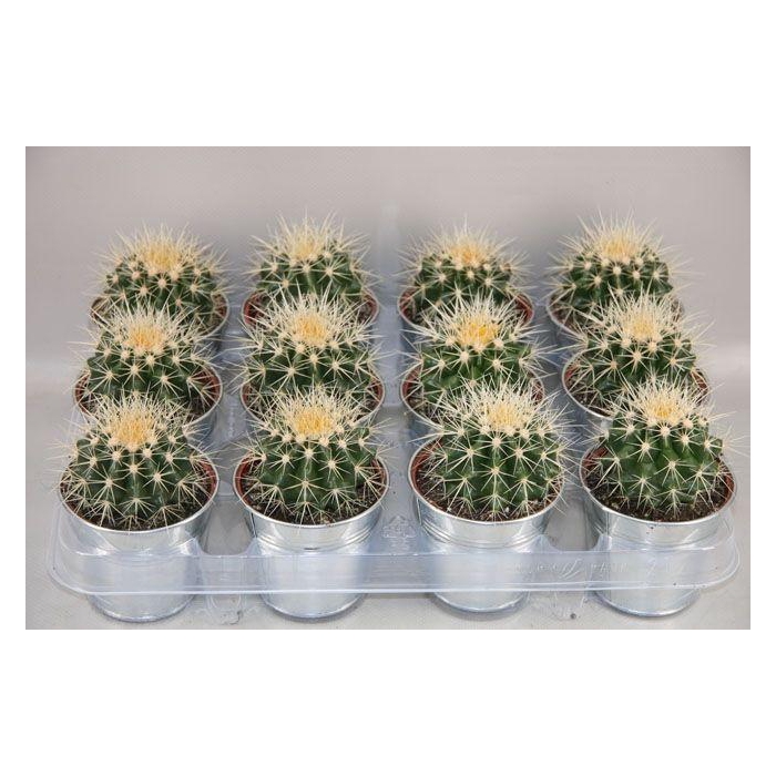 <h4>ECHINOC GRUSONII</h4>