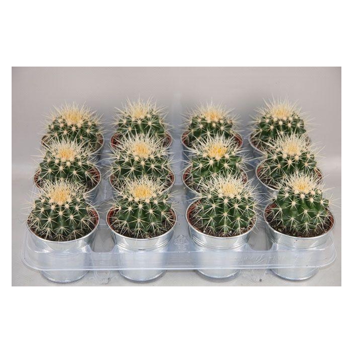 <h4>ECHINOC GRUSONII</h4>