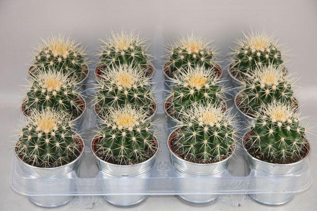 <h4>ECHINOC GRUSONII</h4>