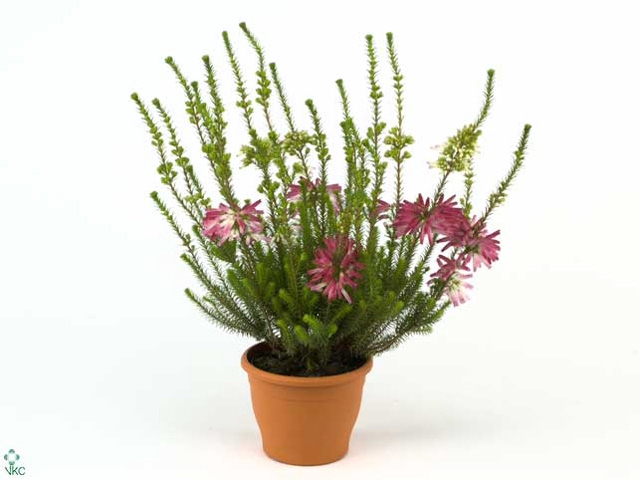 Erica verticillata