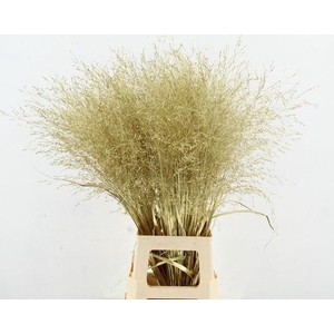 Gras Panic Warrior Gold