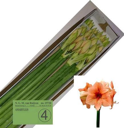 <h4>Hipp Ga Rilona</h4>