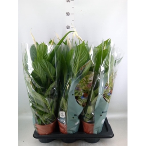 Spathiphyllum  'Vivaldi'