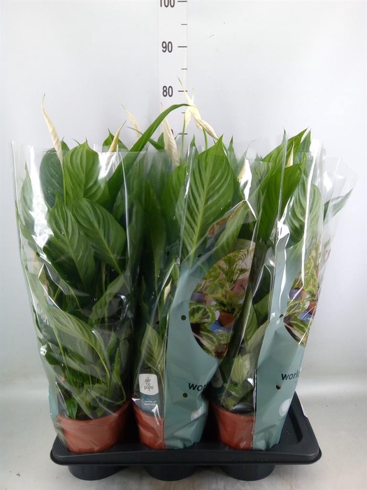 <h4>Spathiphyllum  'Vivaldi'</h4>