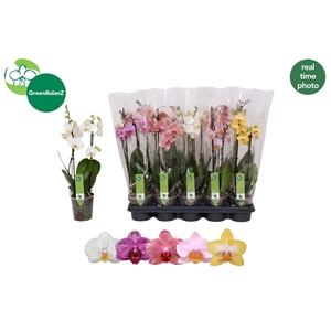 PHAL GEM 5 KL