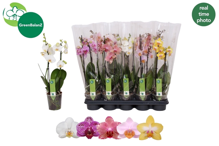 <h4>PHAL GEM 5 KL</h4>