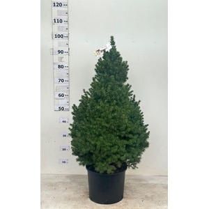 PICEA GL CONICA