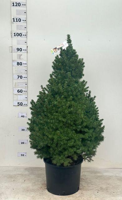 <h4>PICEA GL CONICA</h4>