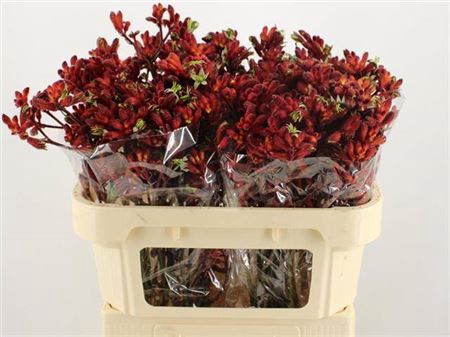 <h4>Anigoz Early Spring</h4>