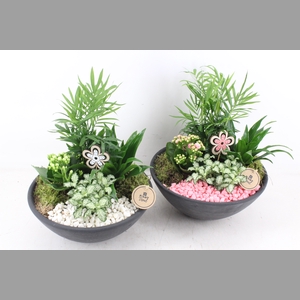 arr2 PL - Ebbischaal L - roze/wit