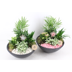 arr2 PL - Ebbischaal L - roze/wit
