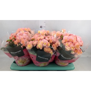 Begonia elat. DU 'Hailey Sunset'