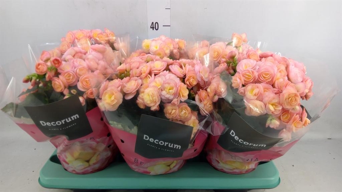 <h4>Begonia elat. DU 'Hailey Sunset'</h4>