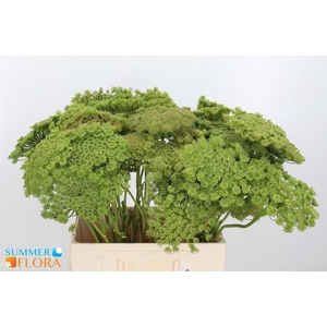 AMMI VIS GREEN MIST