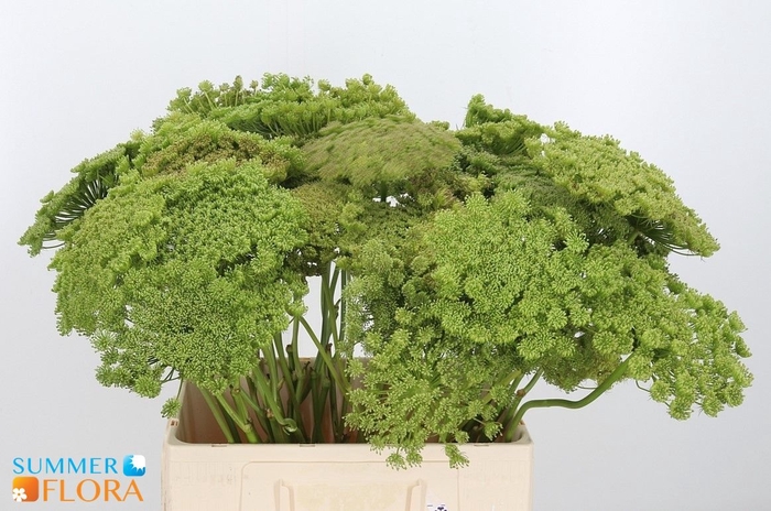 <h4>AMMI VIS GREEN MIST</h4>