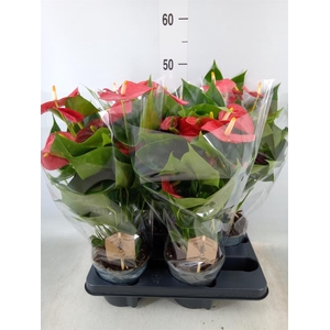 Anthurium andr. 'Esudo'