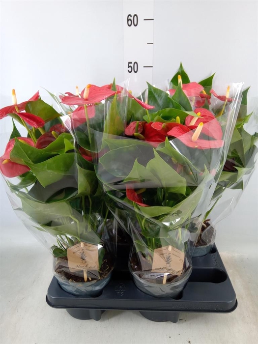 <h4>Anthurium andr. 'Esudo'</h4>