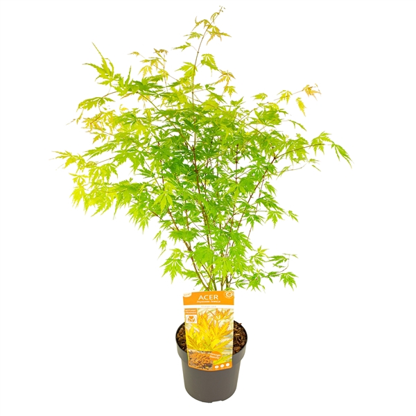 <h4>Acer palm. 'Orange Lace' ®</h4>