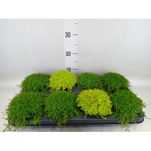 Soleirolia soleirolii   ...mix 2