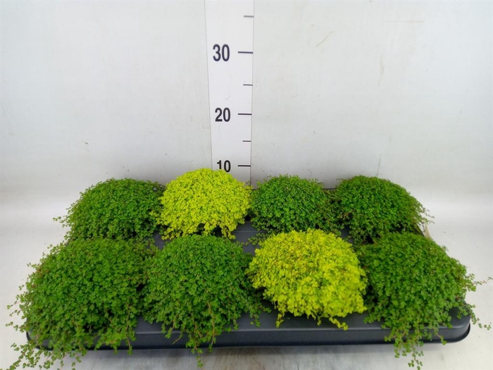 <h4>Soleirolia soleirolii   ...mix 2</h4>