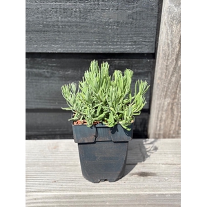 Lavandula angustifolia 'Hidcote' P17