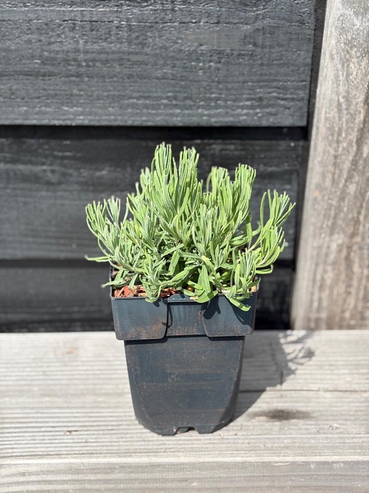 <h4>Lavandula angustifolia 'Hidcote' P17</h4>