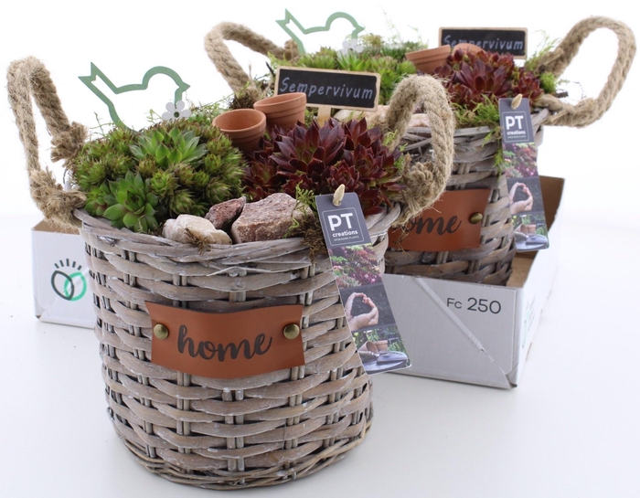 <h4>ARR SEMPERVIVUM</h4>