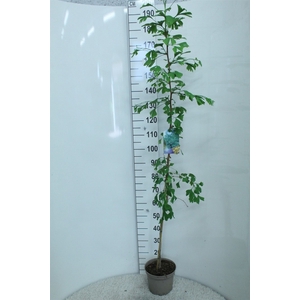 Ginkgo biloba   ...