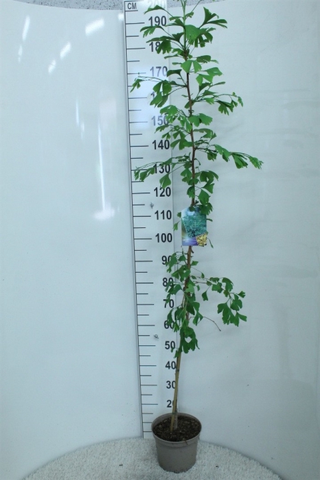 <h4>Ginkgo biloba   ...</h4>