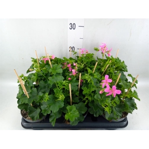 Pelargonium pelt. 'Balkon Lila'