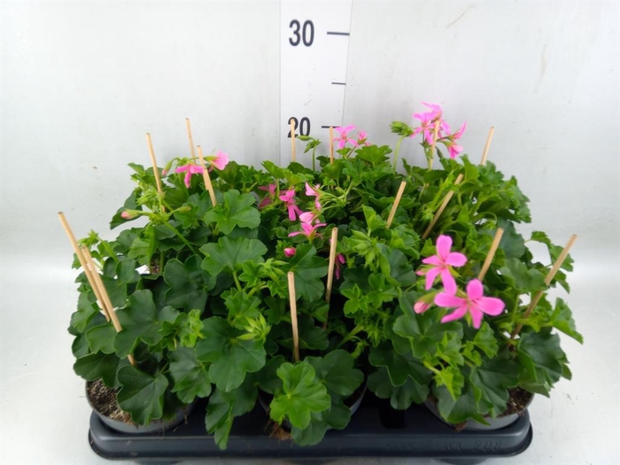 <h4>Pelargonium pelt. 'Balkon Lila'</h4>