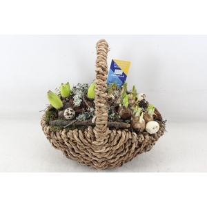 arr4 Bollenmix MB - Tasmand x4