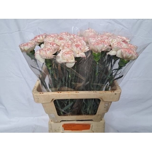DI ST PASTEL DAMASCU