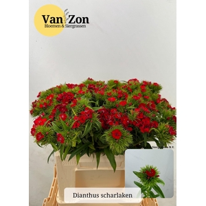 DI BARB B SCHARLAKEN