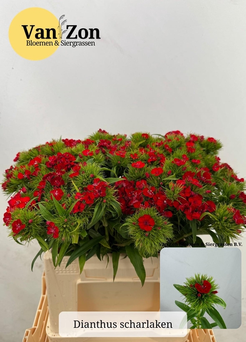 <h4>DI BARB B SCHARLAKEN</h4>