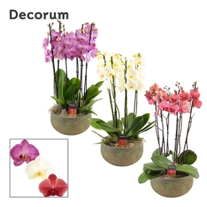 Riva 6 tak symphony mix (Deco-collection)