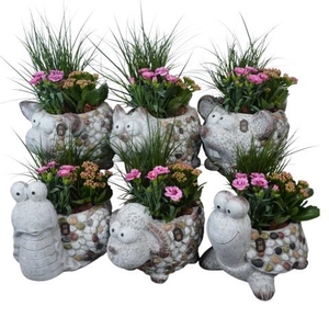 PTPP7067 Arrangementen Perkplanten