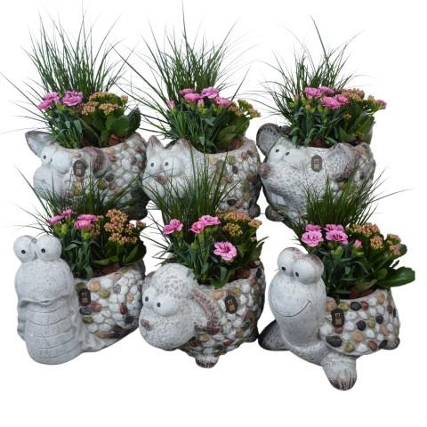 <h4>PTPP7067 Arrangementen Perkplanten</h4>