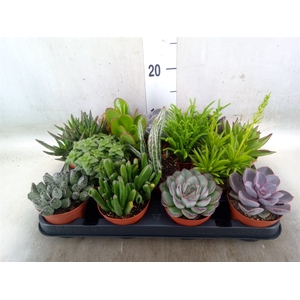 Succulents   ...
