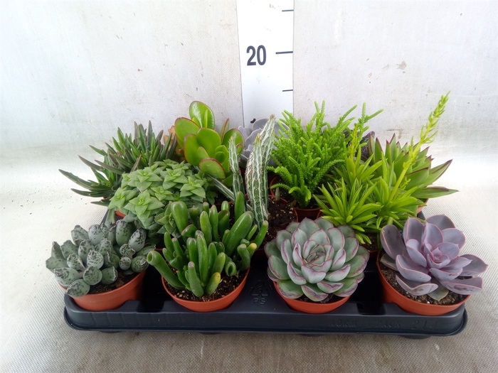 <h4>Succulents   ...</h4>