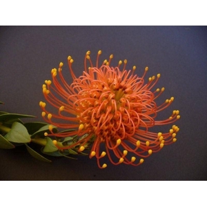 Leucospermum Gold Dust