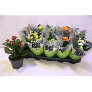 arr8 Kal Ge Gem 5 Kl