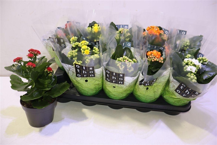 <h4>arr8 Kal Ge Gem 5 Kl</h4>