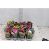 KALANCHOE P06 BICOLOR