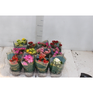 KALANCHOE DOBRADO MINI P09