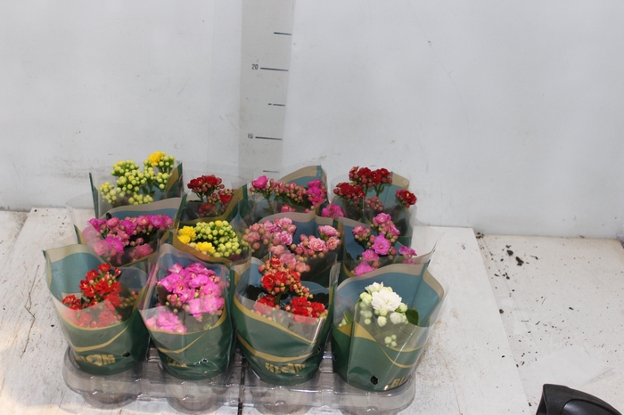 <h4>KALANCHOE DOBRADO MINI P09</h4>
