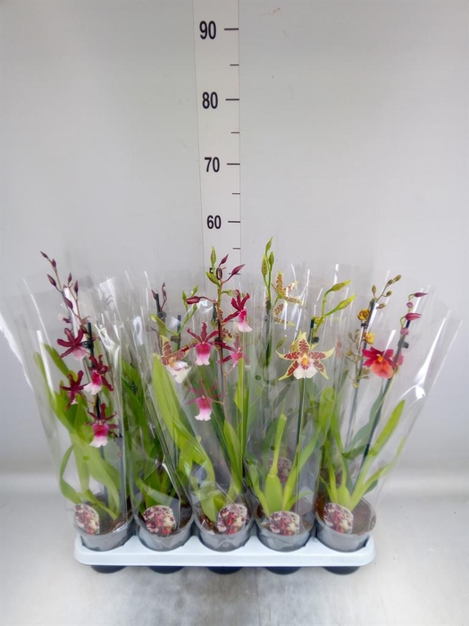 <h4>Cambria   ...mix</h4>