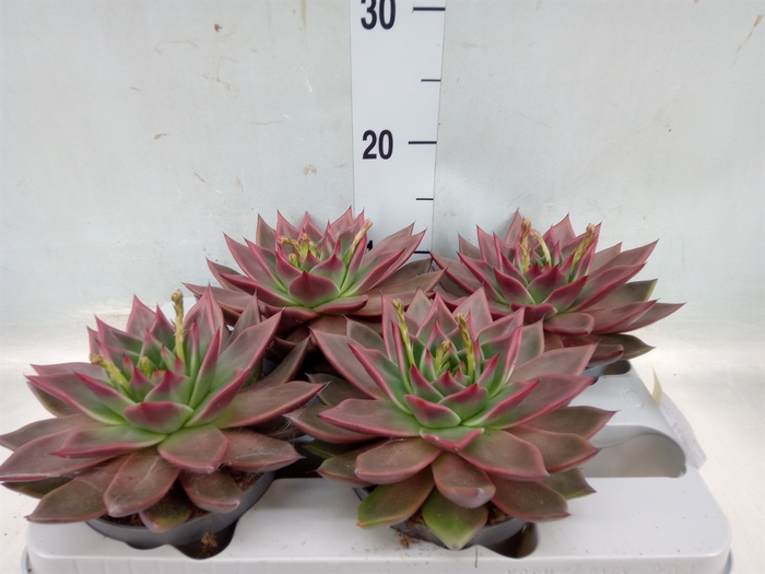 <h4>Echeveria   ...</h4>